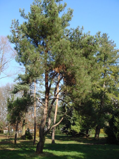 Pinus halepensis